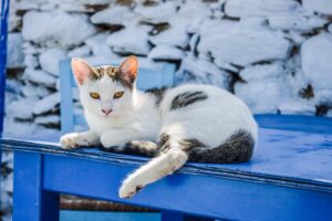 5 cose utili per aiutare il gatto a stare bene nelle giornate più calde