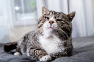 5 cose utili per aiutare il gatto anziano a vivere sereno in casa