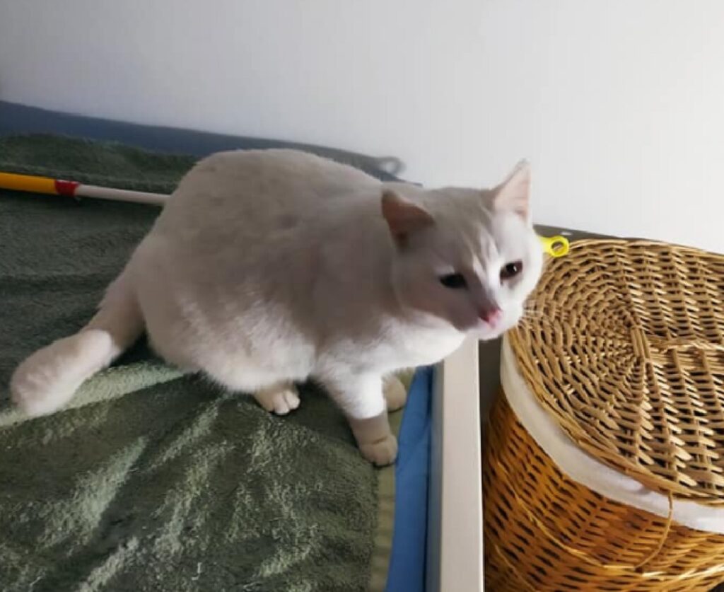 gatto pelo bianco su coperta 