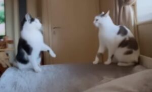 Due fratelli gatti vengono ripresi mentre litigano buffamente (VIDEO)