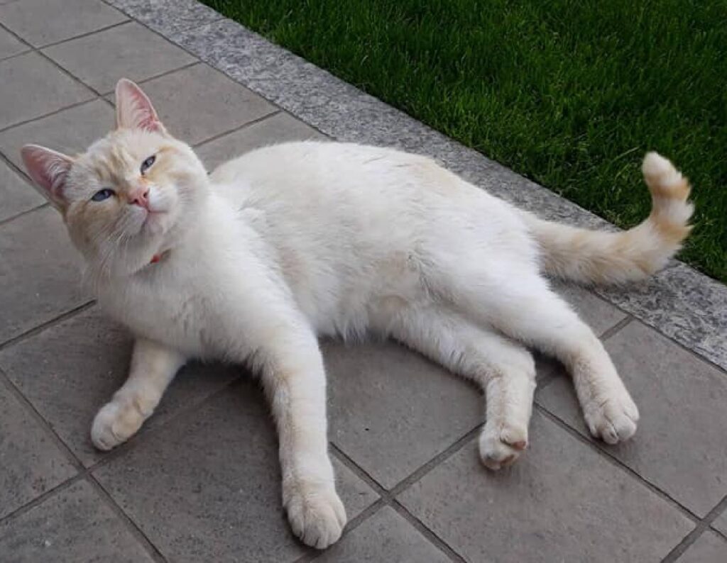 gatto europeo bianchino disteso 