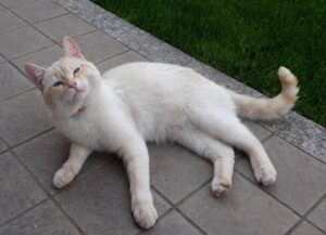 gatto bianchino europeo tracce