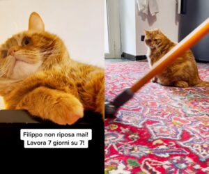 Filippo, il gattone rosso sempre stanco perché “lavora troppo” (VIDEO)