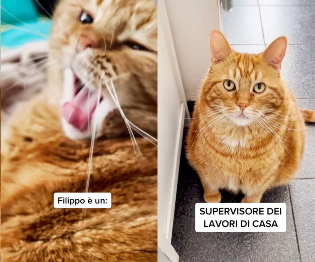 Filippo il gattone rosso che lavora troppo