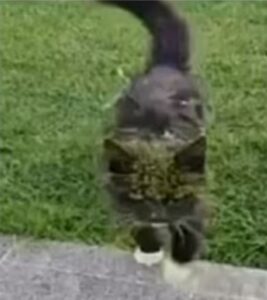 Gattini attaccati con la vernice spray: è polemica