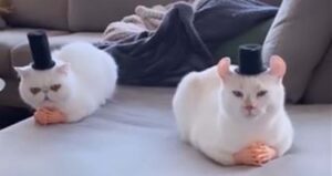 Questi gattini con cappello a cilindro e mani finte sembrano dei nobili signori (VIDEO)