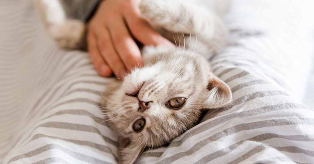 Gatti ipoallergenici per persone allergiche entro i prossimi cinque anni