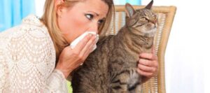 Gatti ipoallergenici per persone allergiche entro i prossimi cinque anni