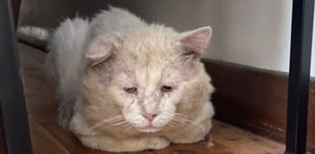 Si chiama Albert ed è un gatto che dopo anni di vita di strada conosce finalmente la felicità. Guarda la sua reazione!