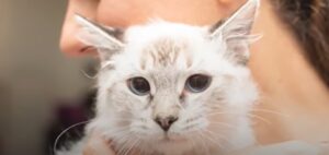 La gattina Dinah ha avuto un passato turbolento; ora la sua vita è cambiata (VIDEO)