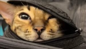 La gattina del Bengala Mia si diverte moltissimo a vivere sempre nuove avventure (VIDEO)
