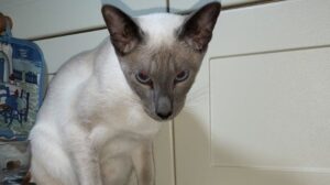 La gattina siamese Ashley è tornata a casa dopo aver percorso quasi 500 km