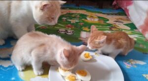 Gattini mangiano uova per la prima volta (VIDEO)