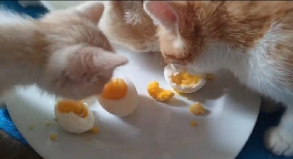 gattini mangiano uova 