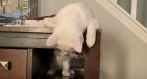 I gattini domestici Rusty e Dobby adorano trascorrere il tempo insieme; hanno molto in comune (VIDEO)