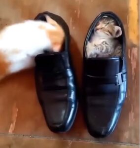 Il gattino vuole imitare il fratello che dorme in una scarpa ma non riesce a entrare nella calzatura (VIDEO)