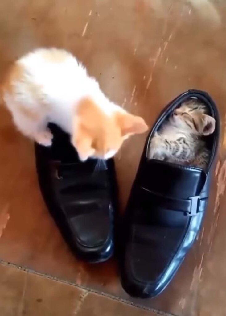 gattino vuole mettersi nelle scarpe