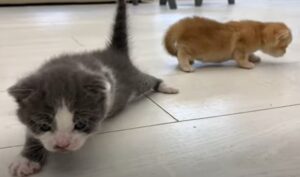 Due gattini fratelli imparano a camminare sotto la supervisione dei genitori (VIDEO)