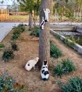 gattini su un albero