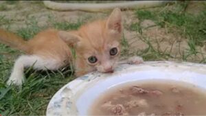 Gattino orfano mangia la zuppa di pollo per la prima volta (VIDEO)