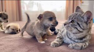 Gattino incontra dei cagnolini per la prima volta (VIDEO)