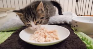Gattino mangia petto di pollo per la prima volta (VIDEO)