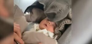 Gattino incontra un neonato per la prima volta (VIDEO)