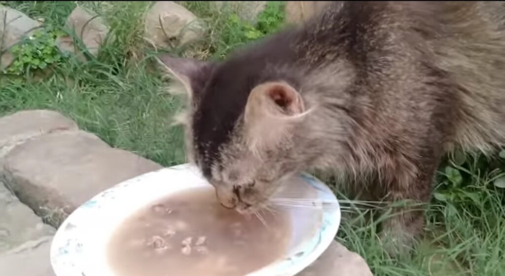 gattino orfano che mangia