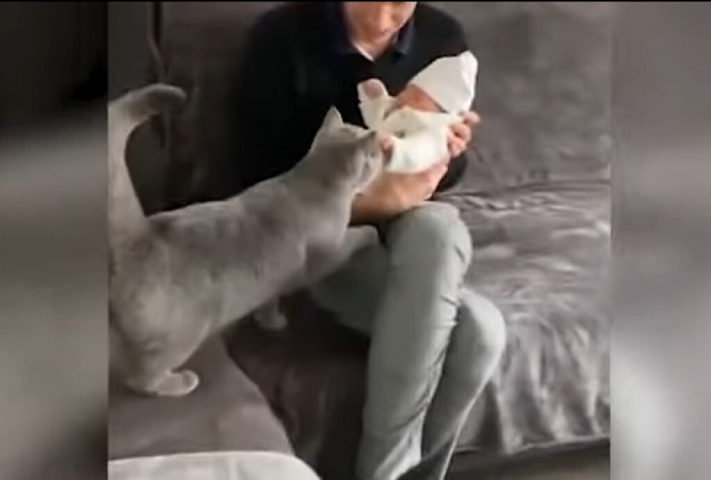 gattino incontra un neonato per la prima volta