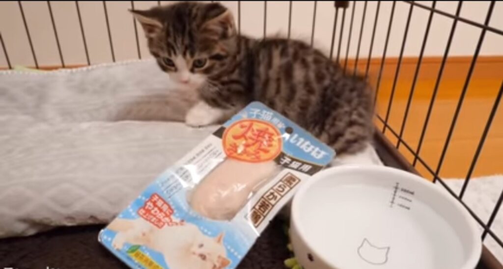 gattino mangia petto di pollo per la prima volta