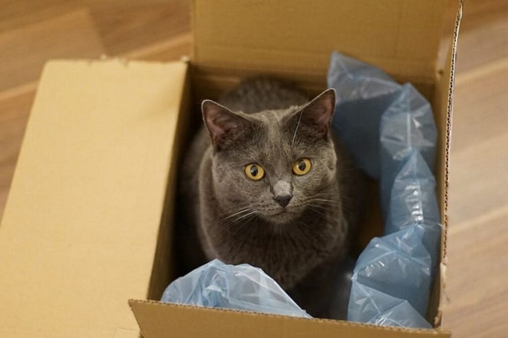gattino dentro la scatola