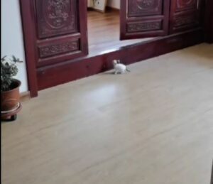 gattino bianco vuole attraversare la porta