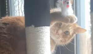 Il gattino Cody prende confidenza con il regalo che gli ha fatto la sua umana (VIDEO)