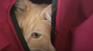 Il gattino Garfield odia tutti tranne un gatto che si è rivelato davvero speciale (VIDEO)