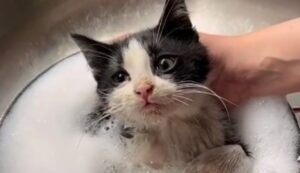 Il gattino Julio fa il bagnetto per la prima volta e si sente appagato (VIDEO)