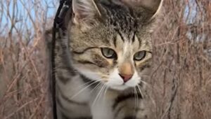 Il gattino Kodiak è molto avventuroso e non riesce a fare il gatto domestico (VIDEO)