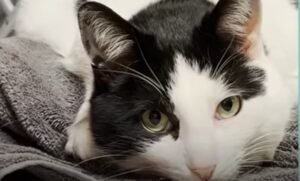 Il gattino Maple è felice di avere trovato una donna che si è impegnata per lui (VIDEO)