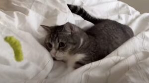 Il gattino Mochi sveglia il suo umano alle sei del mattino per giocare con lui (VIDEO)
