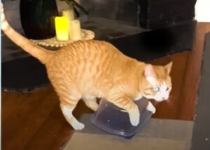 Il gattino Oliver adora giocare con i contenitori di plastica; il regalo dei proprietari (VIDEO)
