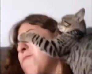 Il gattino aggredisce per due volte la sua padrona cercando di prendere del cibo (VIDEO)