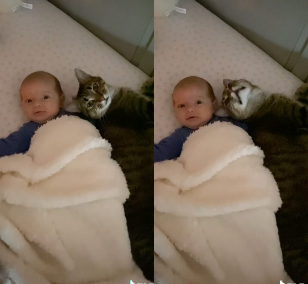 gattino fa il baby sitter a una neonata