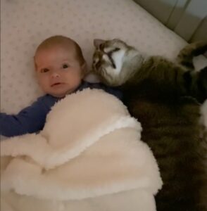 Gattino baby sitter non si separa mai dalla neonata (VIDEO)