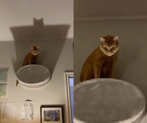 Gattino simpaticissimo crede di essere Batman (VIDEO)