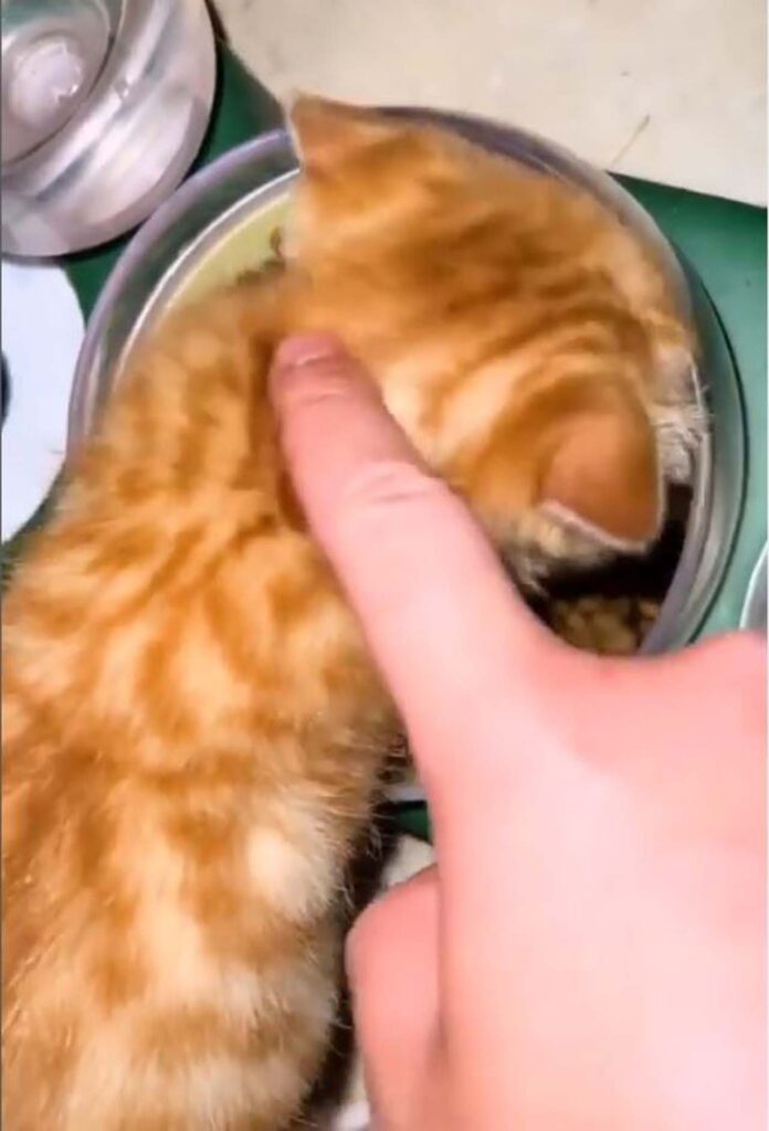 padrone mette mani nella ciotola del gatto