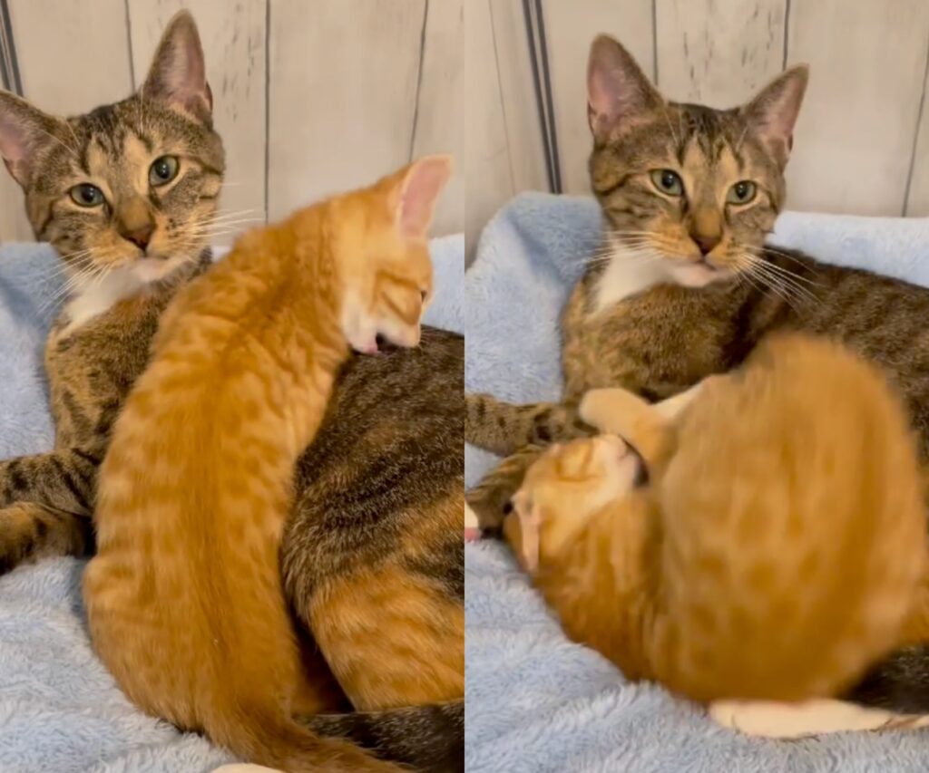 gattino disturba la sua mamma che vuole dormire