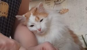 Il gattino domestico Luchik adora guardare la sua umana mentre cucina (VIDEO)