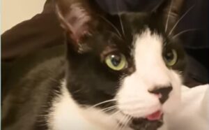 Il gattino domestico Oreo è molto territoriale e odia quando toccano i cuscini del letto (VIDEO)