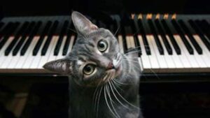 Gattino domestico adora suonare il pianoforte e si rilassa moltissimo (VIDEO)