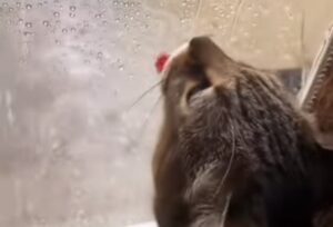 Un gattino domestico cerca di bere dell’acqua piovana dall’interno della casa (VIDEO)