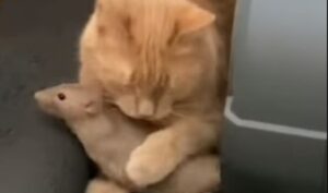 Un gattino domestico è il migliore amico di un topo; i due sono dolcissimi (VIDEO)